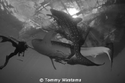diving with 2 Whale Sharks by Tommy Wiratama 